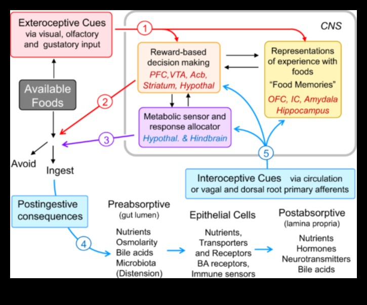 Μπορούν οι μακροπρόθεσμες δίαιτες να επηρεάσουν τις διατροφικές προτιμήσεις μακροπρόθεσμα;
