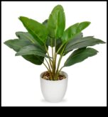 Potted Paradise Φέρτε τους εξωτερικούς χώρους με την εσωτερική κηπουρική