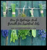 Harvest Happiness Η γενναιοδωρία του θερμοκηπίου σε περιμένει