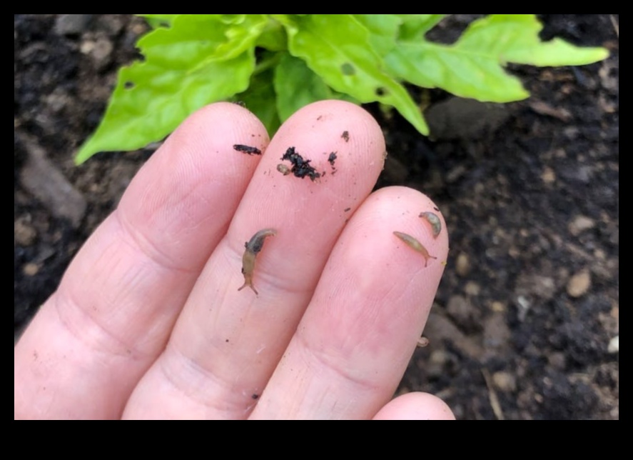 Battles in Bloom Πώς να καταπολεμήσετε τα κοινά παράσιτα του κήπου 5 Battles in Bloom: Tackling Troublesome Garden Pests