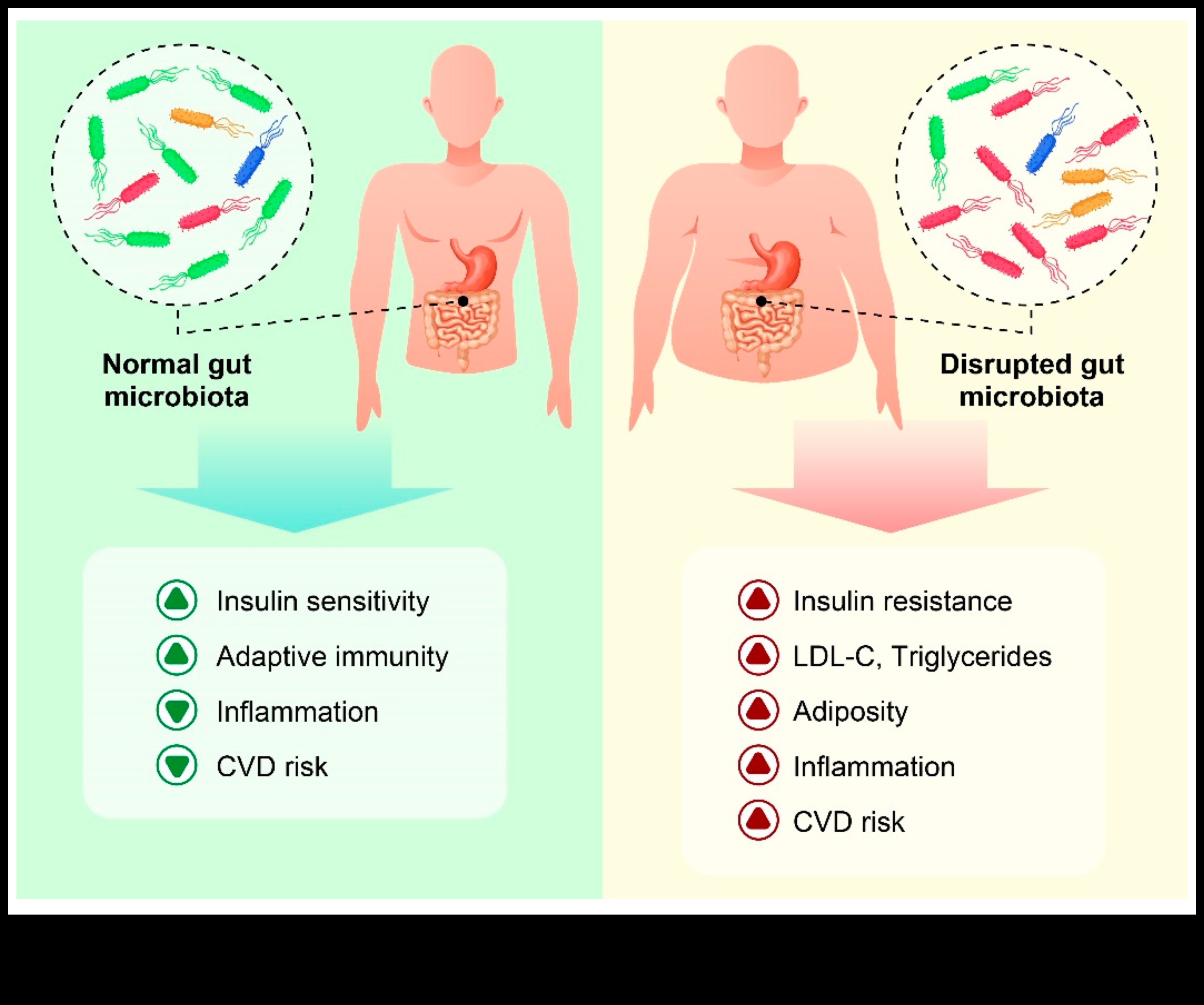 Ο αντίκτυπος της βραχυπρόθεσμης δίαιτας στα επίπεδα φλεγμονής