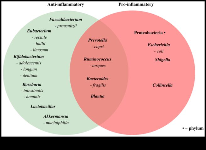 Βραχυπρόθεσμες δίαιτες και φλεγμονή Μια ανασκόπηση