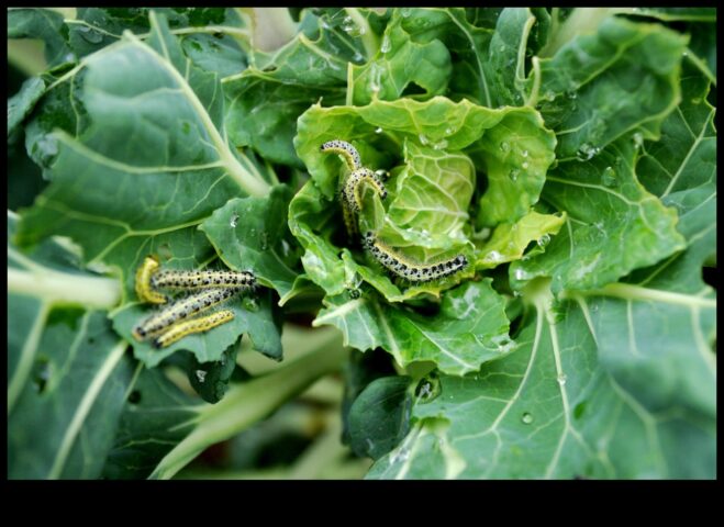 Πόλεμος παρασίτων Πώς να προστατέψετε τη λαμπρότητα του κήπου σας