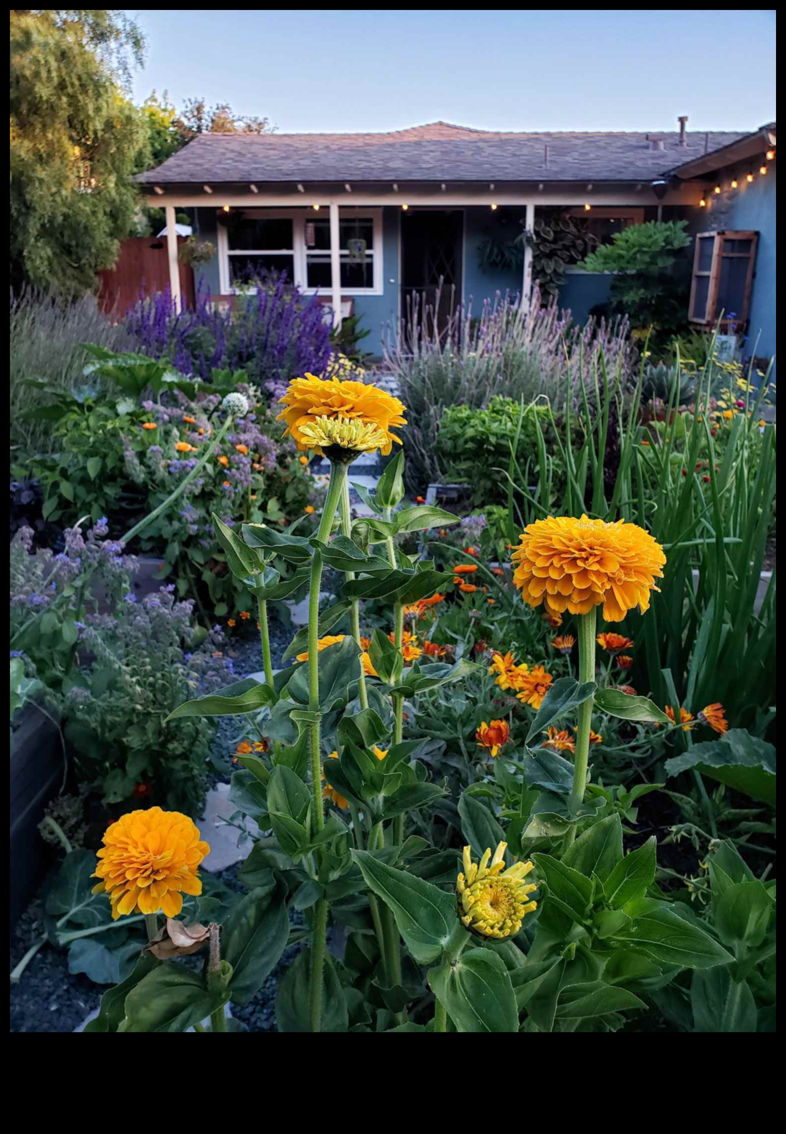 Sow and Reap A Guide to Blossoming Companion Gardens for the Modern Gardener 3 Sow and Reap: A Guide to Blossoming Companion Gardens