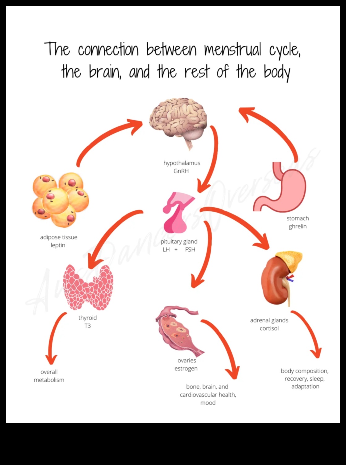 Πρωτεΐνες και υγεία της περιόδου: Μια ολοκληρωμένη προοπτική