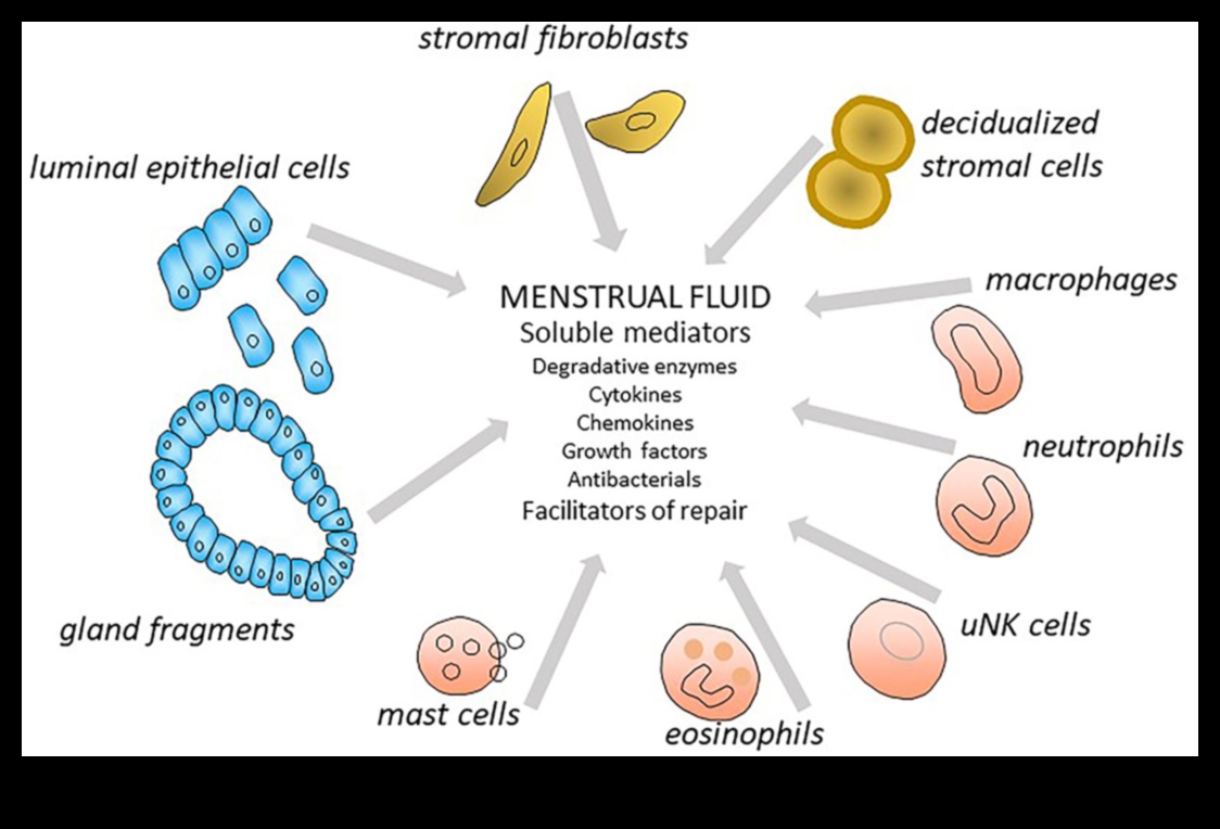 Πρωτεΐνες και υγεία της περιόδου: Μια ολοκληρωμένη προοπτική