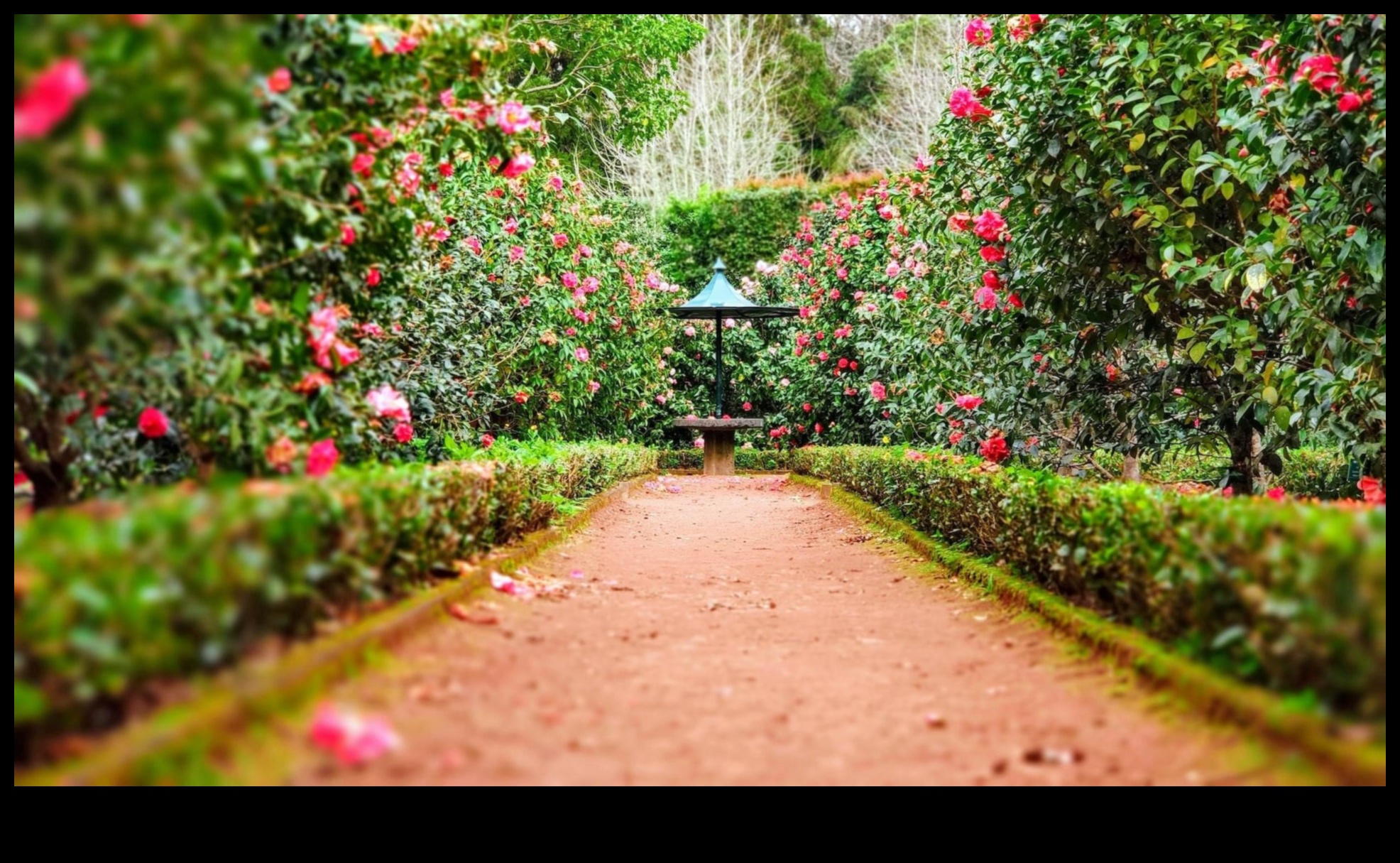 Sculpted Serenity: Ανυψώστε τον κήπο σας με κομψές διακοσμητικές πινελιές