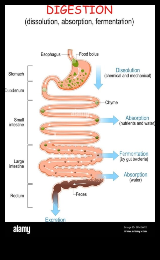 Πώς οι μακροχρόνιες δίαιτες επηρεάζουν την απορρόφηση θρεπτικών συστατικών 4 Μακροχρόνιες δίαιτες και απορρόφηση θρεπτικών συστατικών: Μια ευαίσθητη ισορροπία