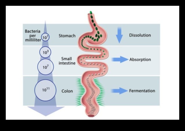 Πώς οι μακροχρόνιες δίαιτες επηρεάζουν την απορρόφηση θρεπτικών συστατικών 3 Μακροχρόνιες δίαιτες και απορρόφηση θρεπτικών συστατικών: Μια ευαίσθητη ισορροπία