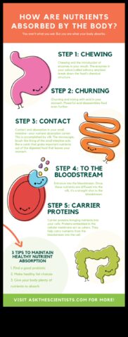 Πώς οι μακροχρόνιες δίαιτες επηρεάζουν την απορρόφηση των θρεπτικών συστατικών