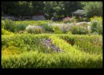 Blossoms of Sustainability Organic Gardens in Full BloomA Visual Celebration of the Beauty and