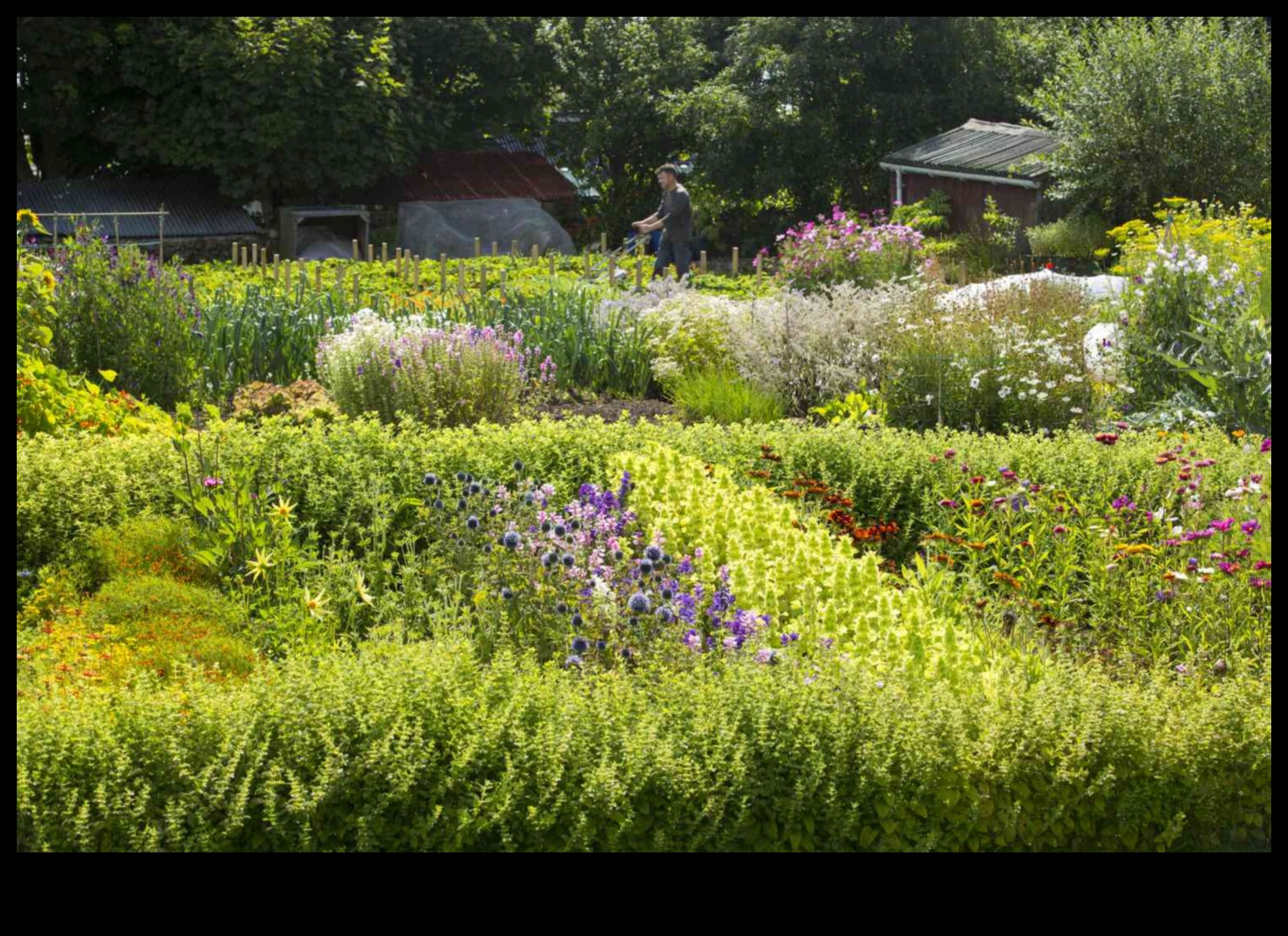 Blossoms of Sustainability: Organic Gardens in Full Bloom