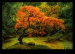 Maple Symphony Japanese Gardens in Autumn SplendorA Visual Feast for the Senses