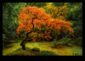 Maple Symphony Japanese Gardens in Autumn SplendorA Visual Feast for the Senses