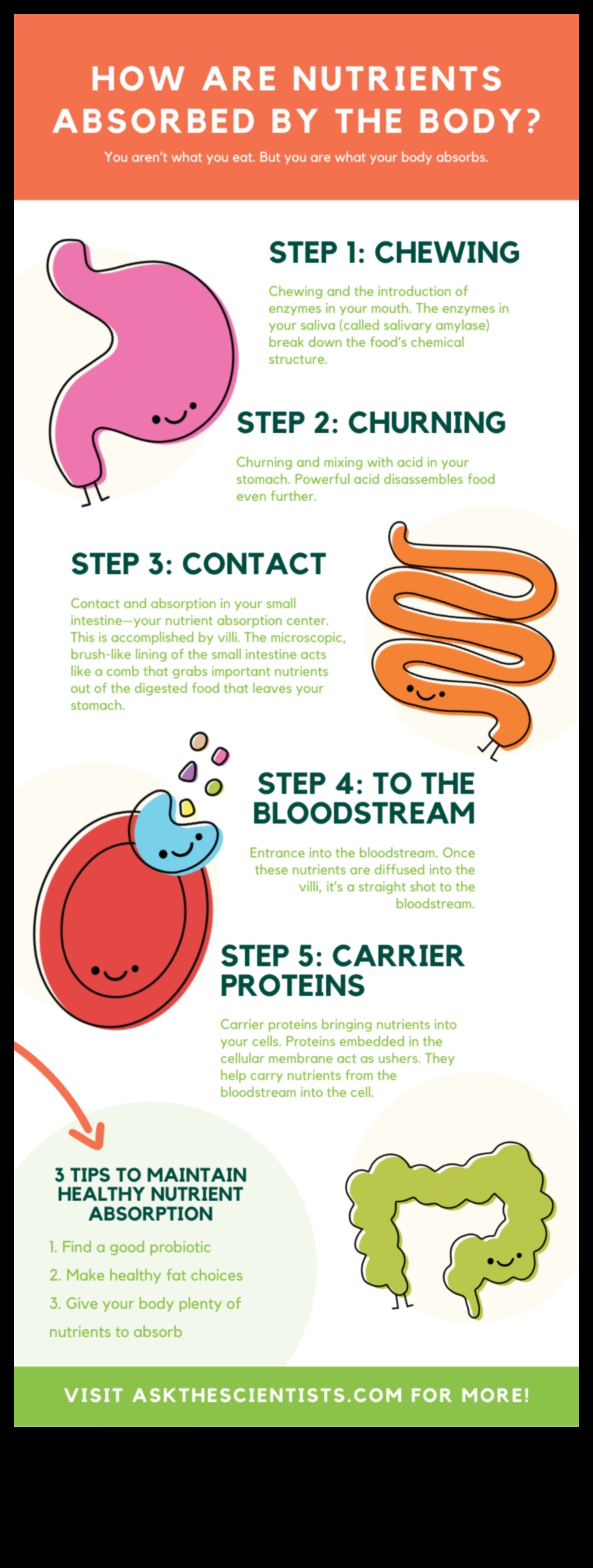 Πώς οι μακροχρόνιες δίαιτες επηρεάζουν την απορρόφηση των θρεπτικών συστατικών 1 Μακροχρόνιες δίαιτες και απορρόφηση θρεπτικών συστατικών: Μια ευαίσθητη ισορροπία